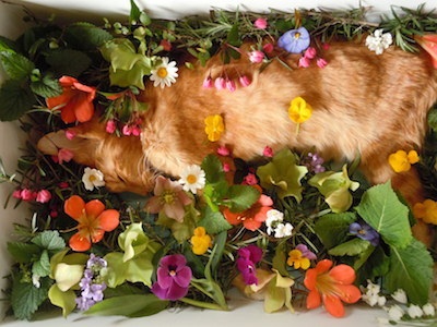 ターラとお花blog.jpg
